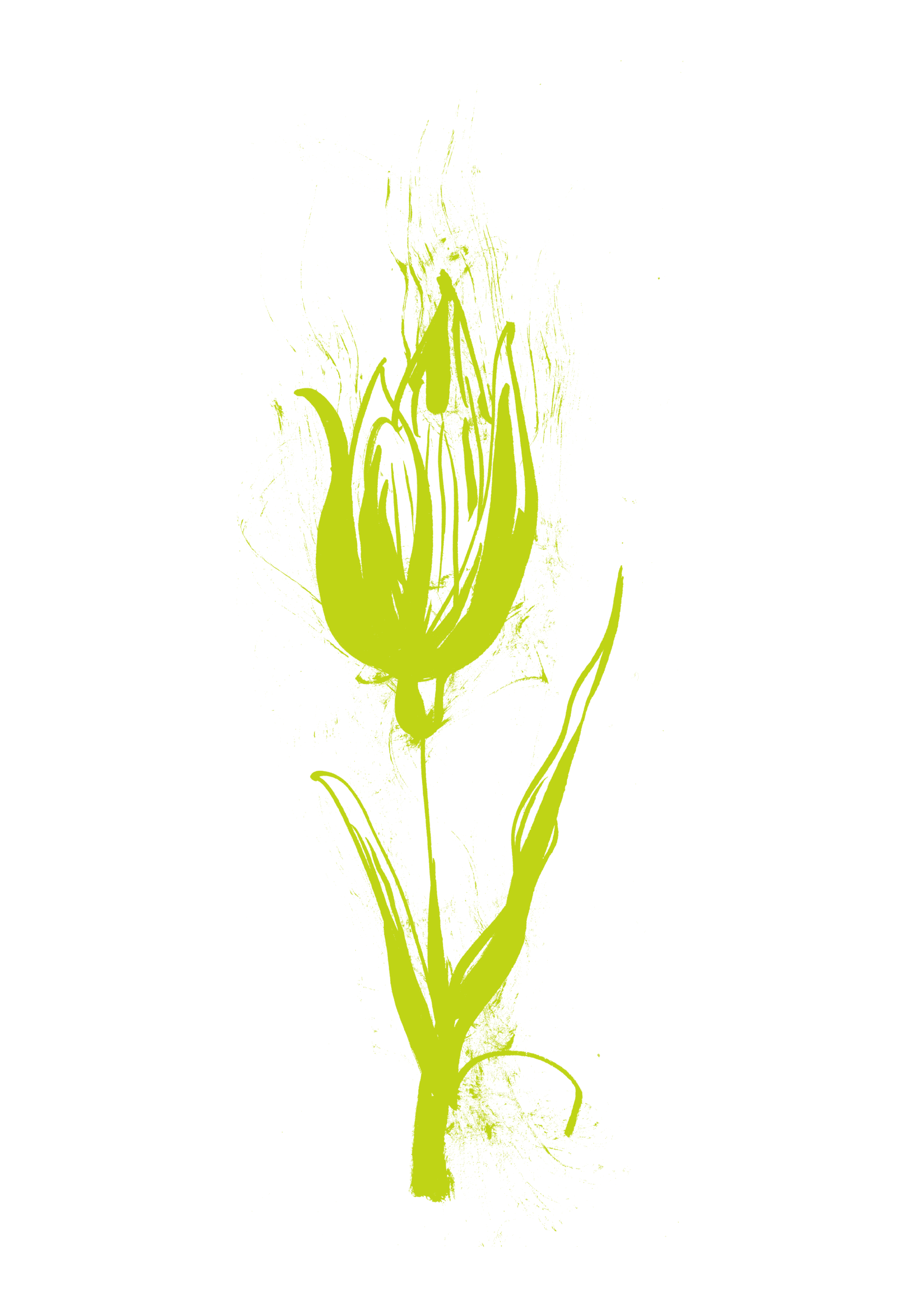 A green illustration of a tulip.