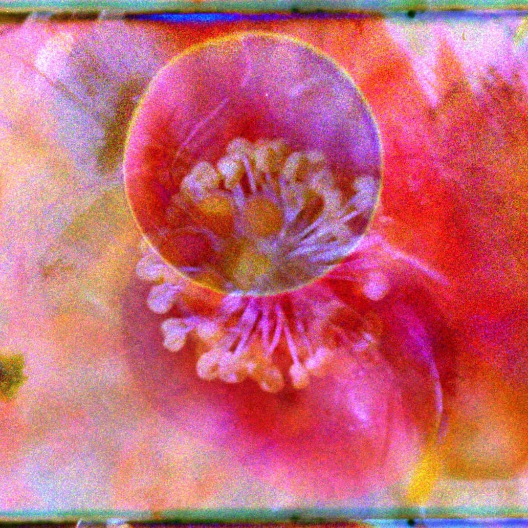 A film still shows an image of the center of an open flower.