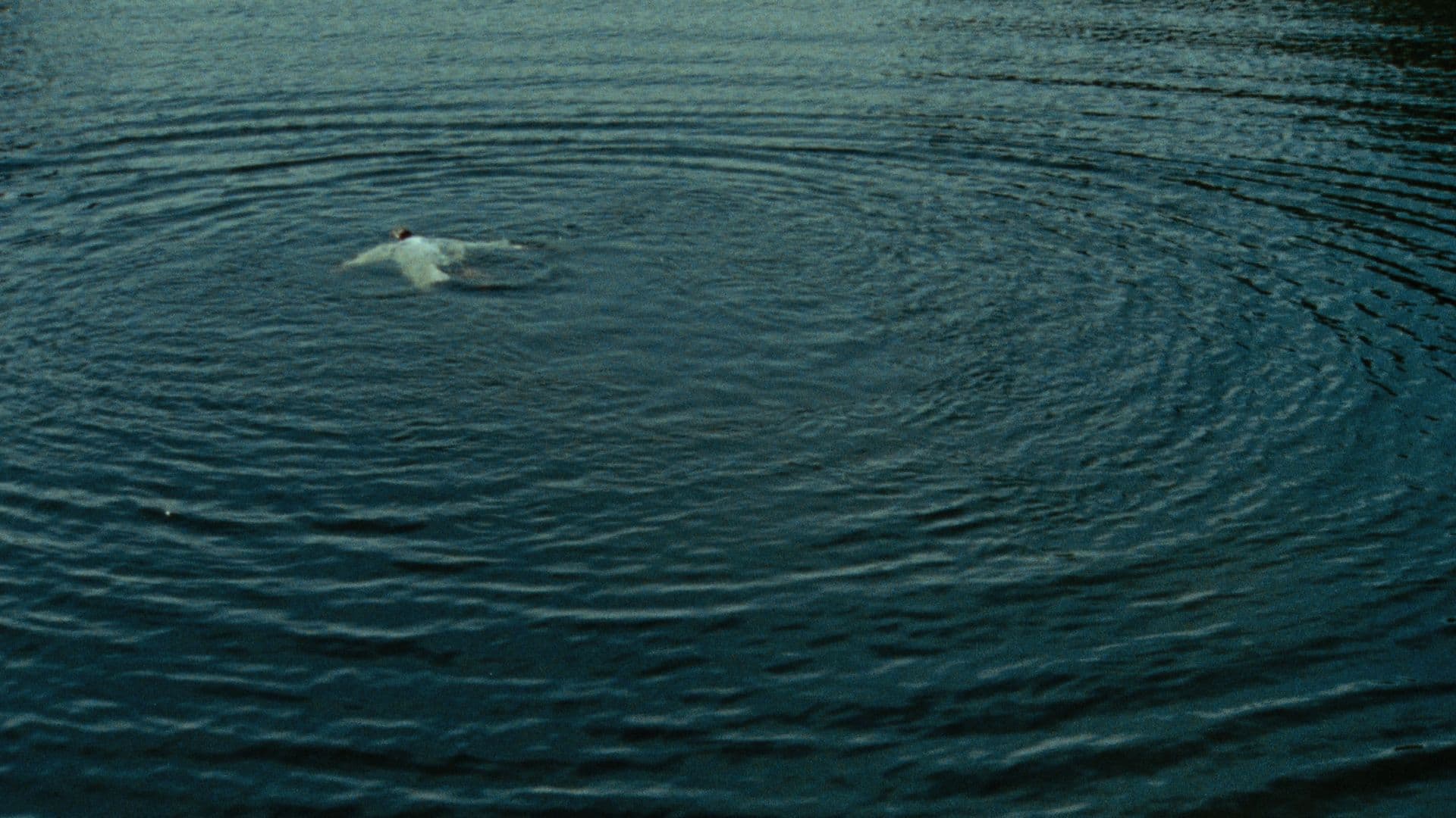 A film still from JESUS IS COMING (to take the Church away) shows a person in white clothing laying with their arms outstretched in a lake. The water is dark blue and there are ripples radiating out from the person.