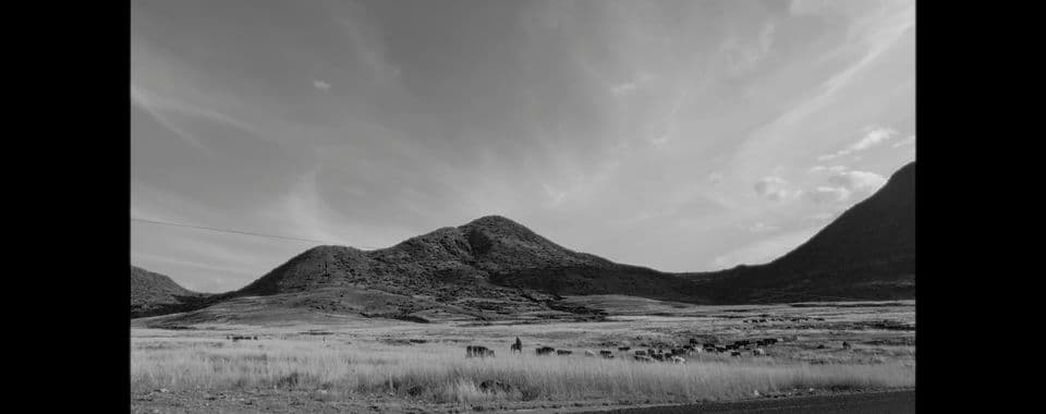 A black-and-white film still from Let Them Be Seen shows a collection of cattle grazing in a field of tall grass in South Africa. In the foreground, there’s an asphalt road. In the background, there’s rolling mountains and a mostly clear sky.