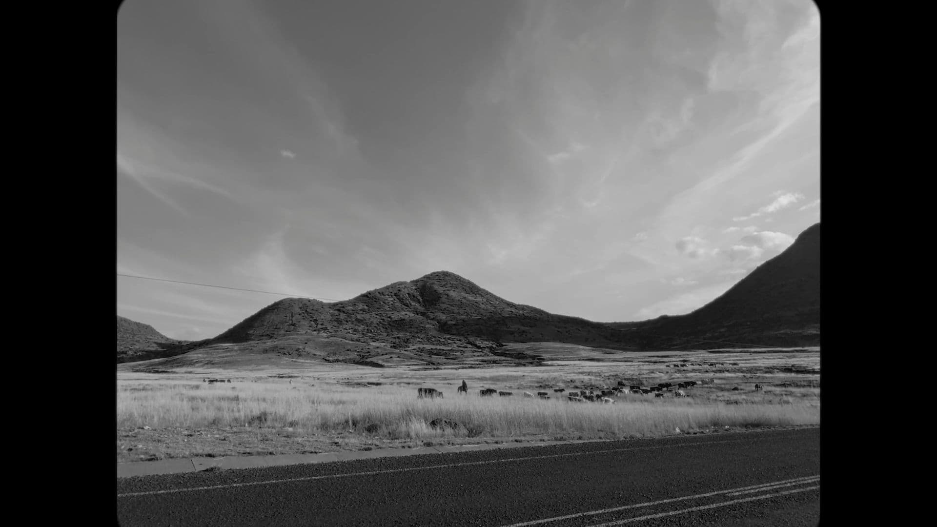 A black-and-white film still from Let Them Be Seen shows a collection of cattle grazing in a field of tall grass in South Africa. In the foreground, there’s an asphalt road. In the background, there’s rolling mountains and a mostly clear sky.