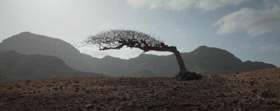 A film still from We, People of the Islands shows a large tree that extends up then to the left, with branches forming a round dome above the trunk. In the foreground, the ground is muddy and covered in stones. Some rocky mountains rise in the background, below a blue sky with few clouds.