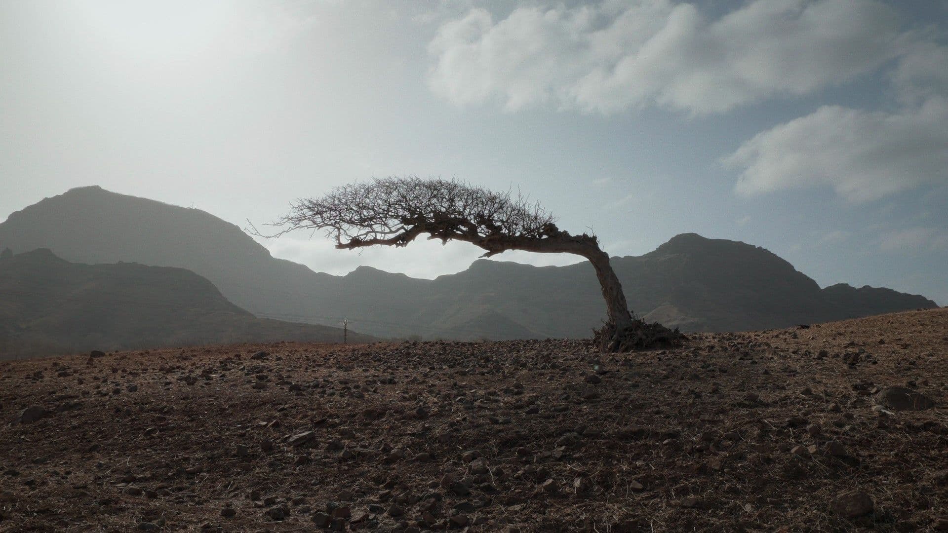 A film still from We, People of the Islands shows a large tree that extends up then to the left, with branches forming a round dome above the trunk. In the foreground, the ground is muddy and covered in stones. Some rocky mountains rise in the background, below a blue sky with few clouds.