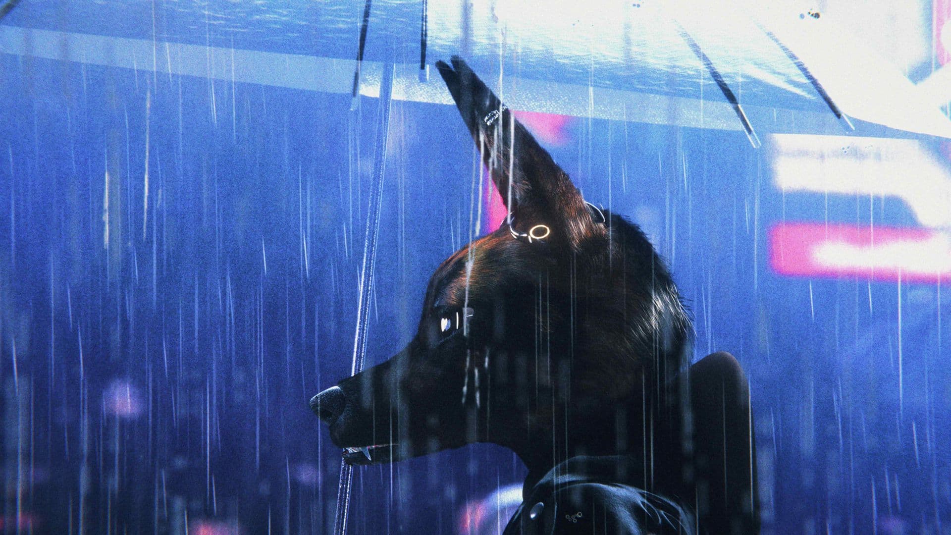 An animated film still from Bouchra shows an anthropomorphic jackal holding a clear umbrella while looking off to the left. The jackal is wearing a dark jacket as rain pours down and glowing billboards light up the city skyline in the background.